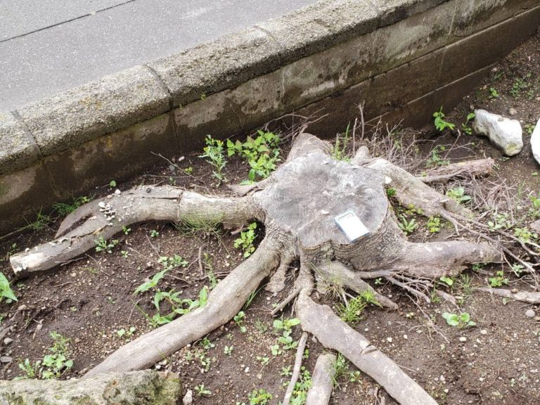 伐根作業１日目