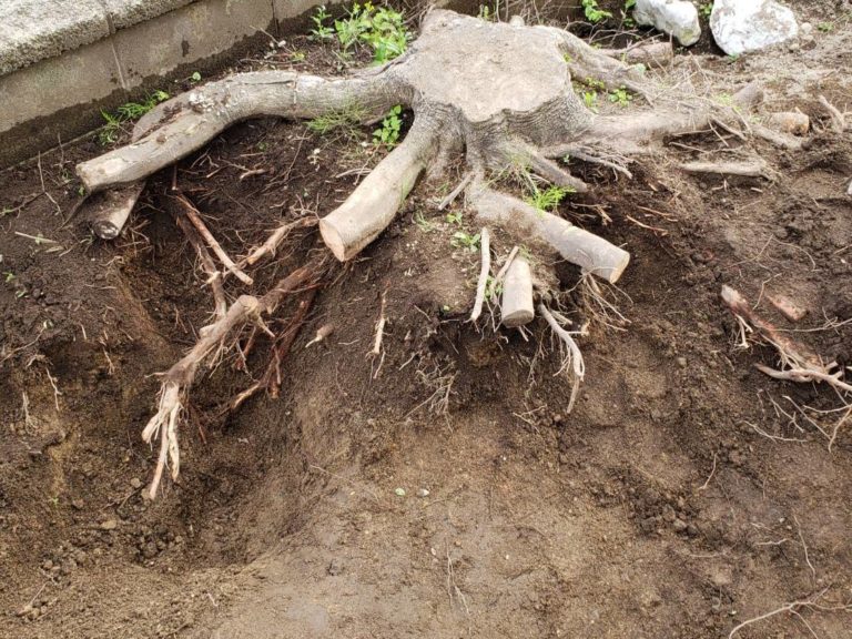 伐根作業２日目