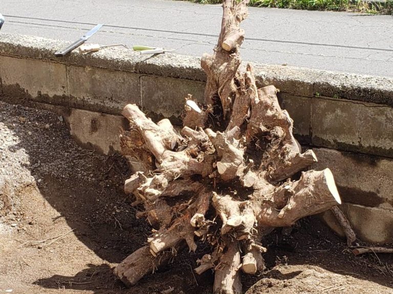 伐根作業３日目